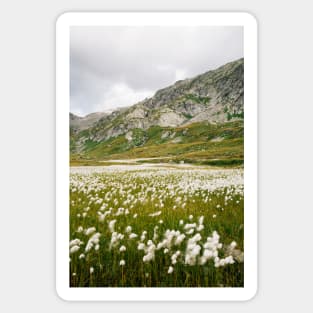 White Alpine Flowers Growing in Greina High Plain (Grisons, Switzerland) Sticker